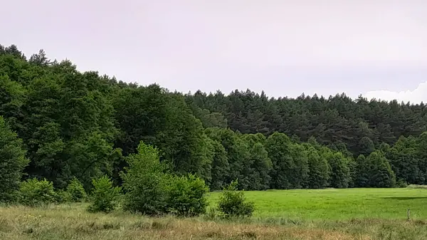 stock image Forest meadow in Bory Tucholskie. NAture Concept.