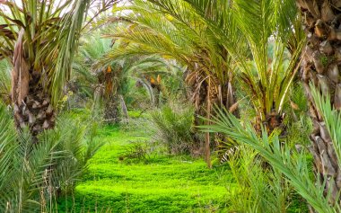 Kıbrıs adasındaki Palm Grove 'da. Randevu çiftliği. Egzotik görüntüler ve tropikal iklim.