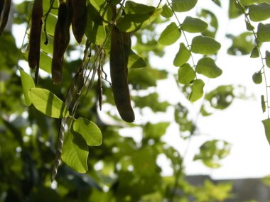 Robinia Psödoacia Ağaç Kapsülleri 'ni kapatın. Robinia psödoacia yaygın olarak siyah çekirge olarak bilinir. Polonya doğası kavramı.