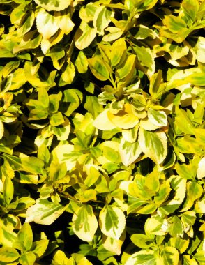 Euonymus Fortei doğa geçmişi olarak ayrılıyor. Bahçe işleri konsepti. Boşluğu kopyala.