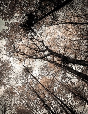 Doğanın arka planı olarak sonbahar ormanı ağaçları. Altın sonbahar, kopyalama alanı. BW filtre tonu