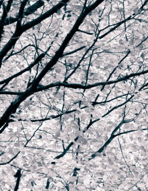 Sonbahar ağaçlarının dalları doğal arka plan olarak. Altın sonbahar, kopyalama alanı. BW soyut filtre tonu.