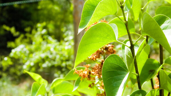 Close up of bush and it's green leaves. Flora of Tuchola Forest region in Poland. Nature background, summer.