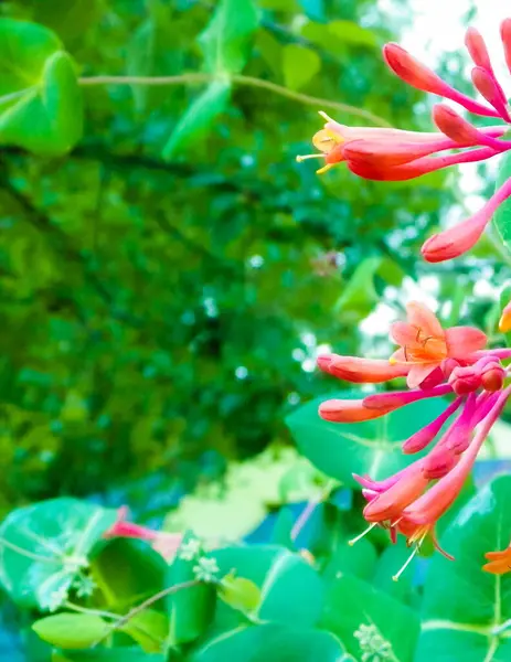 Pembe hanımeli (Lonicera L.) çiçeklerine yakın çekim. Yazın Polonya doğası, çiçek ve bahçe konsepti. Boşluğu kopyala, doğa arkaplanı.