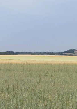 Kashubia 'da bir tarla. Tarım konsepti. Kuzey Polonya.