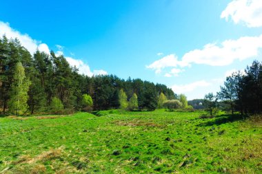 Ormandaki vahşi, yeşil çayır. Polonya 'nın Kashubia bölgesinin doğal güzelliği.