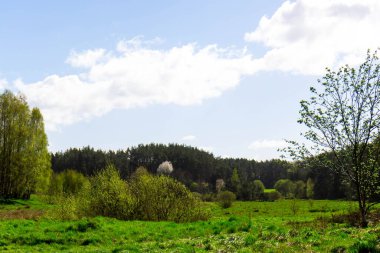 Ormandaki vahşi, yeşil çayır. Polonya 'nın Kashubia bölgesinin doğal güzelliği.
