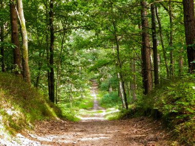 Yeşil ormanda yol. Yaz ormanı manzarası. Kuzey Polonya doğası. Seyahat ve doğa kavramı.
