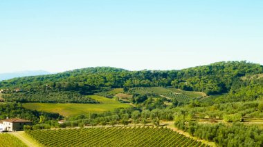 Güneşli bir günde Toskana üzüm bağlarının manzarası. Doğa ve tarım kavramı. İtalya 'da tatiller. Boşluğu kopyala.