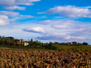 Toskana 'da sonbahar - Kurumuş ayçiçeği tarlası. Doğa ve Tarım Konsepti.
