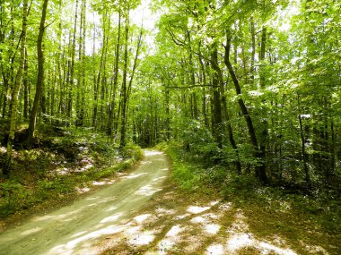 Yeşil ormanda yol. Yaz ormanı manzarası. Pomerania 'nın doğası - Kuzey Polonya bölgesi. Seyahat ve doğa kavramı.