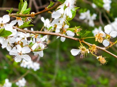 Yazın çiçek açan Mirabelle ağacı. Çiçek açan Mirabelle ağacı çiçeklerine yaklaş.