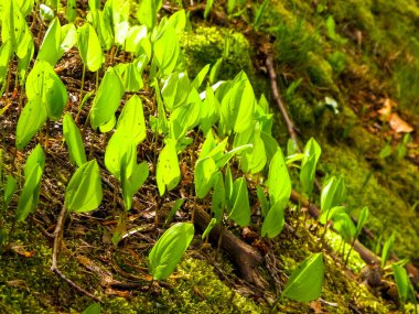 Yaz doğayı uyandırıyor. Yaz ormanlarında yetişen yeşil bitkiler.