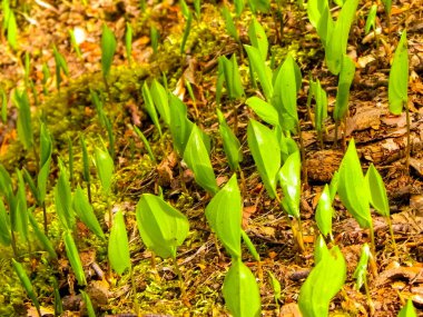 Yaz doğayı uyandırıyor. Yaz ormanlarında yetişen yeşil bitkiler.
