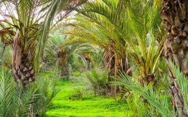 Date palm forest in Cyprus, asia. Tropical nature.