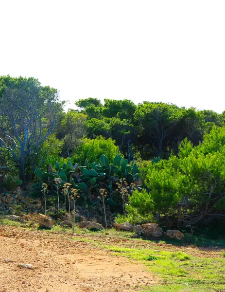 Stock image Foresta 2000 nature reserve on Marfa peninsula Malta. Northern part of island.