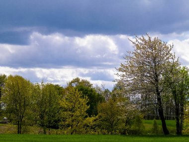 Kashubia 'da baharın başlangıcı. Kıştan sonra doğayı uyandırmak. Doğal arkaplan duvar kağıdı.