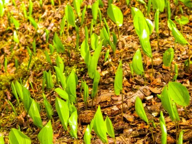 Yaz doğayı uyandırıyor. Yaz ormanlarında yetişen yeşil bitkiler.