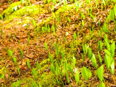 Yaz doğayı uyandırıyor. Yaz ormanlarında yetişen yeşil bitkiler.