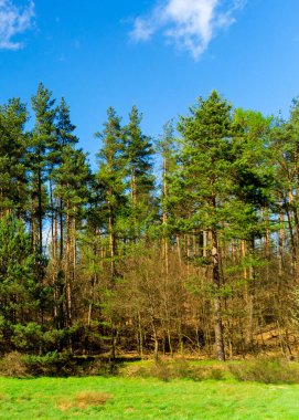 Ormandaki vahşi, yeşil çayır. Polonya 'nın Kashubia bölgesinin doğal güzelliği.