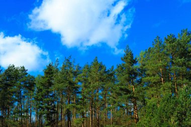 Mavi gökyüzüne karşı yeşil ağaçları kapatın. Doğal arkaplan.