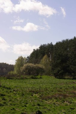 Wild, green meadow in forest. Natural beauty of Kashubia region in Poland. clipart