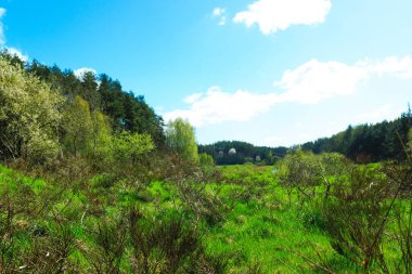 Ormandaki vahşi, yeşil çayır. Polonya 'nın Kashubia bölgesinin doğal güzelliği.