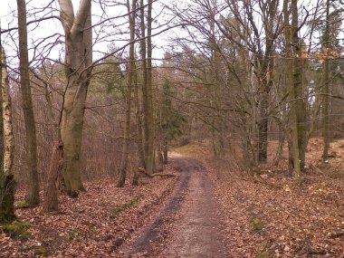 Kış tatilinden sonra orman tekrar uyanır. Bahar güneşi ağaçların arasından doğuyor Polonya doğası. Doğa konsepti.