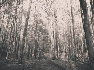 Kış tatilinden sonra orman tekrar uyanır. Bahar güneşi ağaçların arasından doğuyor Polonya doğası. Doğa konsepti. BW filtre tonu.