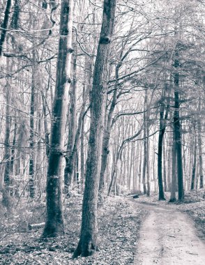 Kış tatilinden sonra orman tekrar uyanır. Bahar güneşi ağaçların arasından doğuyor Polonya doğası. Doğa konsepti. BW filtre tonu.