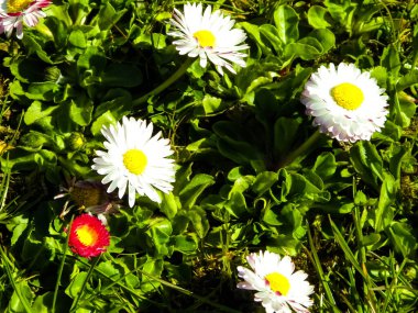 Yazın açan nonoş çiçeklerine yakın..