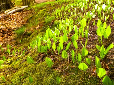 Yaz doğayı uyandırıyor. Yaz ormanlarında yetişen yeşil bitkiler.