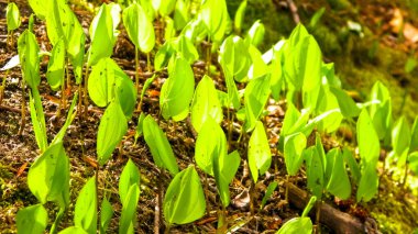 Yaz doğayı uyandırıyor. Yaz ormanlarında yetişen yeşil bitkiler.