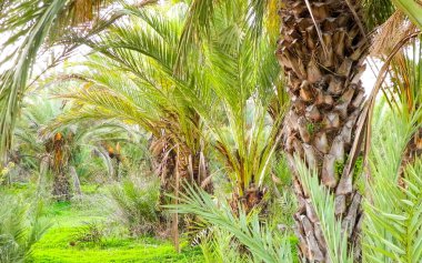 Date palm forest in Cyprus, asia. Tropical nature.