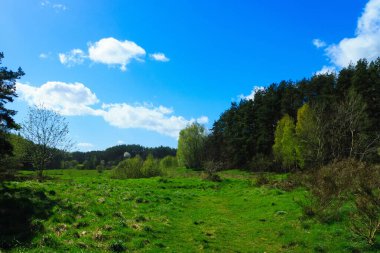 Ormandaki vahşi, yeşil çayır. Polonya 'nın Kashubia bölgesinin doğal güzelliği.