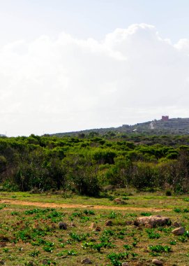 Marfa yarımadası Malta 'da orman 2000 doğa rezervi. Adanın kuzey kısmı.