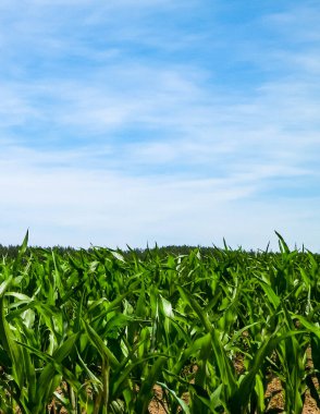 Mısır tarlalarının manzarası ve arka plan olarak mavi gökyüzü. Doğa ve tarım kavramı.