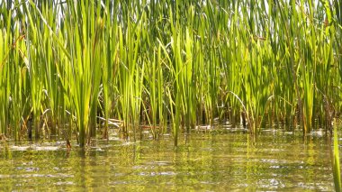 Göl suyundaki Typha tesisine yaklaş. Göl suyunda boşluk kopyala.