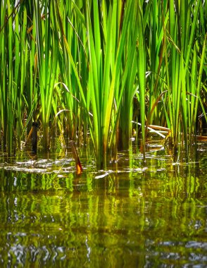 Close up of typha plant in lake water. Copy space on lake water. clipart
