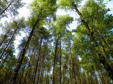 Tuchola Ormanı ağaçları doğal bir arka plan. Keşif ve yaz doğa konsepti. Polonya 'nın Güney Kashubia bölgesindeki Tuchola Ormanı.