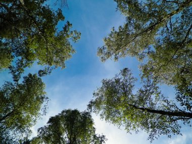 Tuchola Ormanı ağaçları doğal bir arka plan. Keşif ve yaz doğa konsepti. Polonya 'nın Güney Kashubia bölgesindeki Tuchola Ormanı.