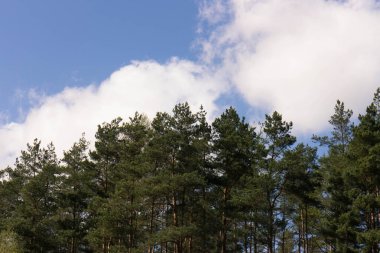 Mavi gökyüzüne karşı yeşil ağaçları kapatın. Doğal arkaplan.