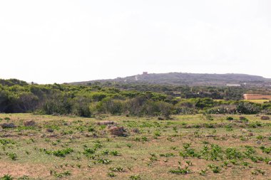 Marfa yarımadası Malta 'da orman 2000 doğa rezervi. Adanın kuzey kısmı.