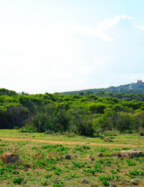Marfa yarımadası Malta 'da orman 2000 doğa rezervi. Adanın kuzey kısmı.