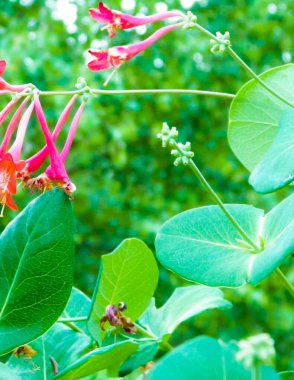 Pembe hanımeli (Lonicera L.) çiçeklerine yakın çekim. Yazın Polonya doğası, çiçek ve bahçe kavramı.