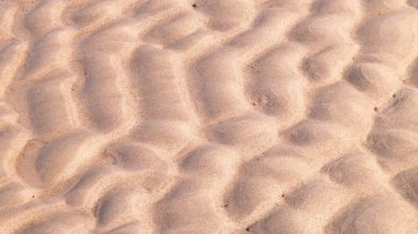 Deniz kıyısı doğa arka planıdır. Boşluğu kopyala.