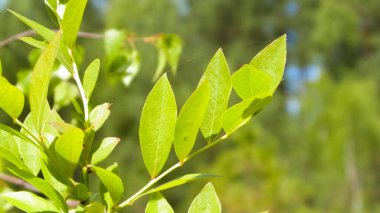Çalılığı kapat ve yeşil yapraklar çıkar. Polonya 'nın Tuchola Ormanı bölgesinden Flora. Doğa geçmişi, yaz mevsimi. Boşluğu kopyala.