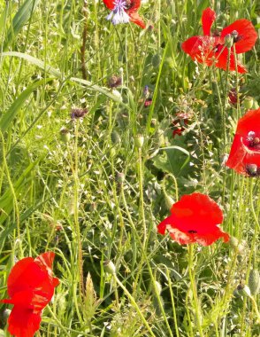 Doğa olarak gelincik çiçekli çayır. Doğa konsepti.