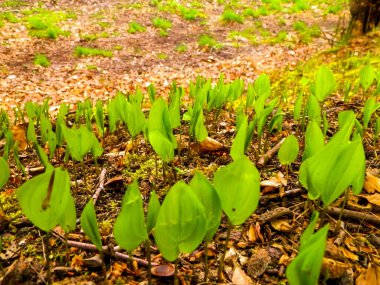 Ormanda yetişen küçük yeşil bitkilere yakın. Doğa arkaplanı.