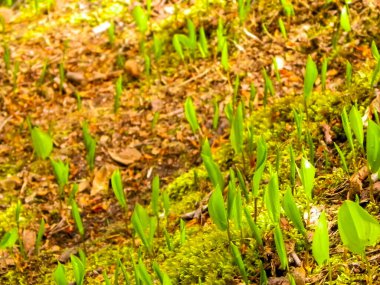 Yaz doğayı uyandırıyor. Yaz ormanlarında yetişen yeşil bitkiler.